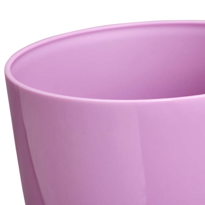 brussels diamond orchid high 12,5cm vivid violet